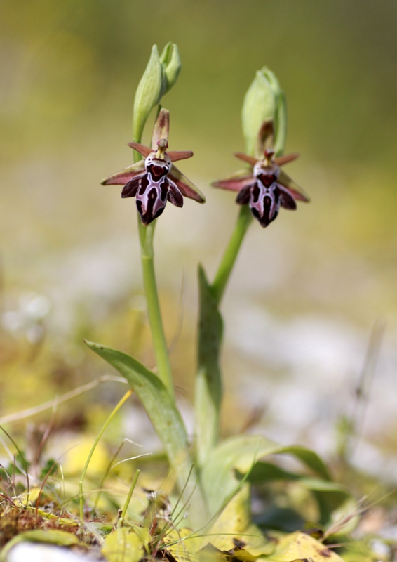 Orchidee di Creta: tra mitologia, montagne e natura, marzo 2015